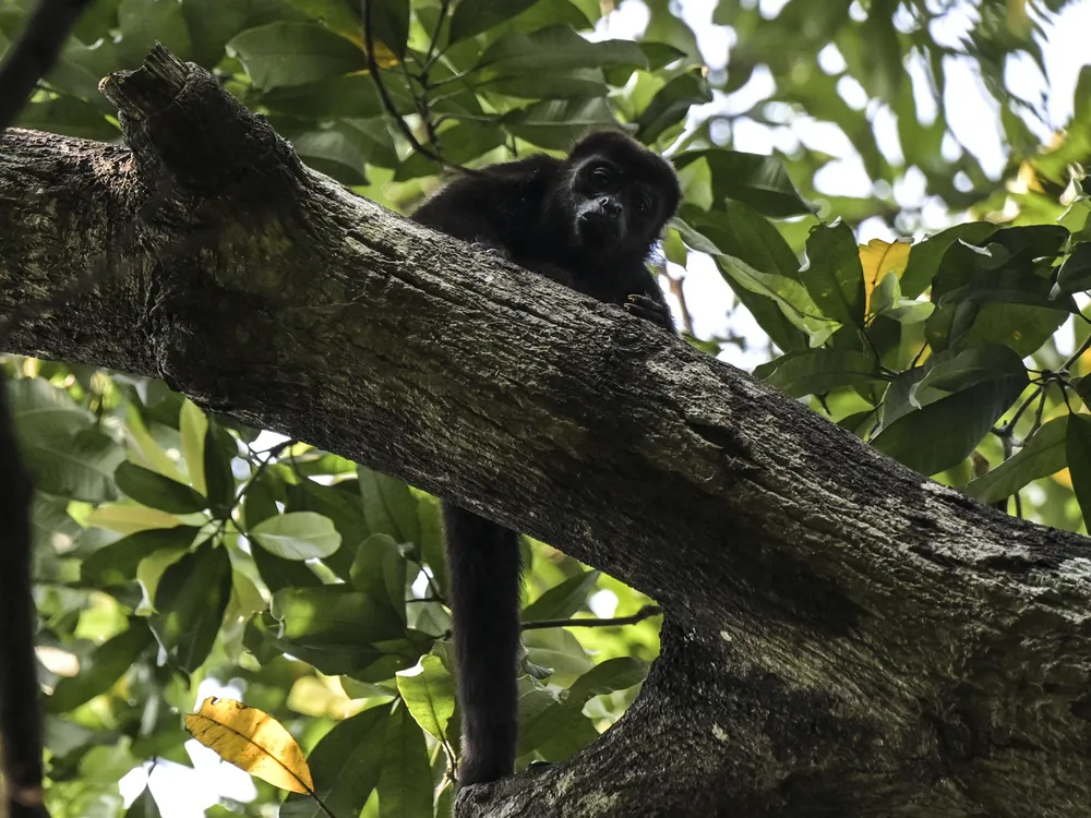 A howler monkey perched on a branch against a backdrop of leaves