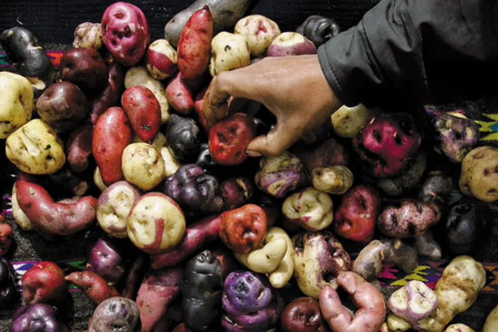 International Potato Center