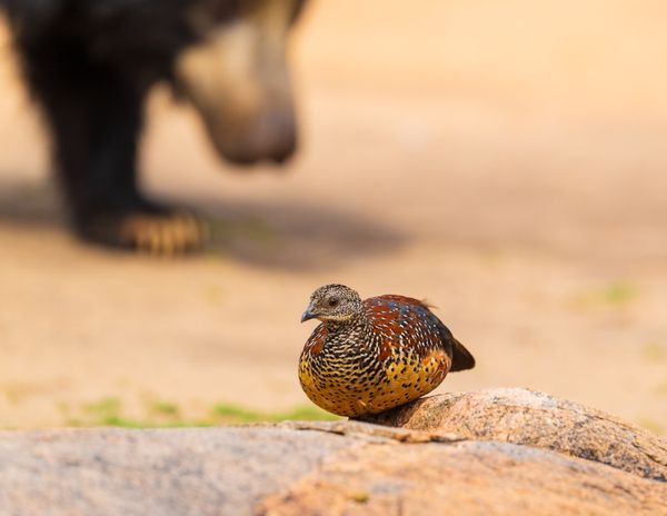 PAINTED SPURFOWL – PHOTOBOMBED BY A SLOTH BEAR thumbnail