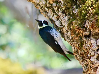 An acorn woodpecker wearing one of the radio tags used in the study.