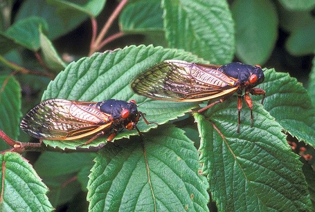 The periodical cicada species, Magicicada septendecim, will erupt from the ground this spring in the mid-Atlantic region. The last time the species from Brood X appeared for their cyclical mating cycle was in 2004. (ARS Information Staff, USDA)