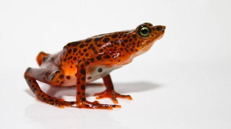 Safari Dan: Poison Dart Frogs