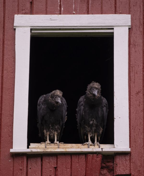 Young Black Vultures peer from a barn thumbnail