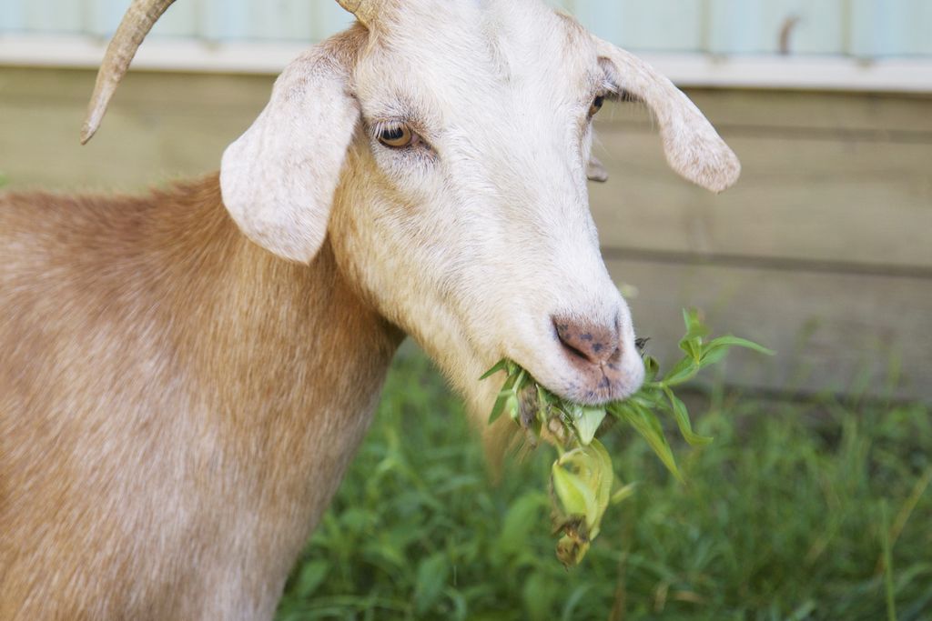 Goat