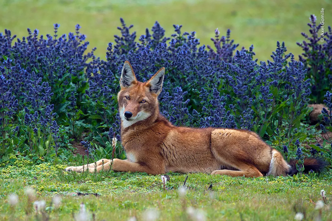 A wolf with red fur lies in the grass in front of purple flowers