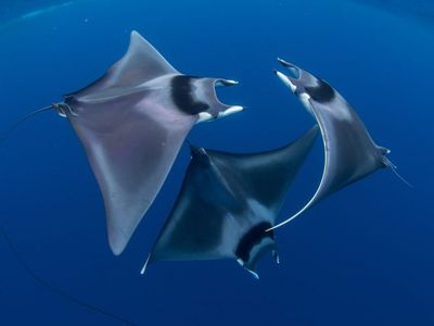 “Courting Devil Ray Ballet” by Duncan Murrell

