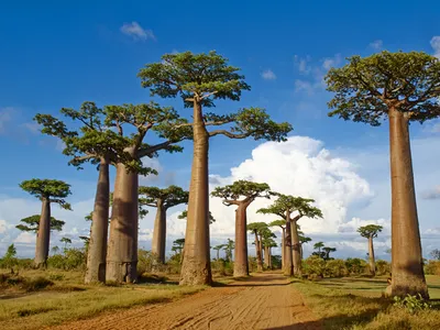 Baobab trees can reach 100 feet tall, and they support entire ecosystems and communities with their large structures and natural resources.