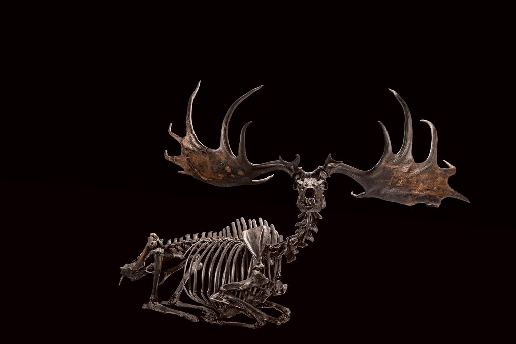 Irish Elk