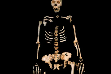 One of the ancient human fossils found in Spain's La Sima de los Huesos.