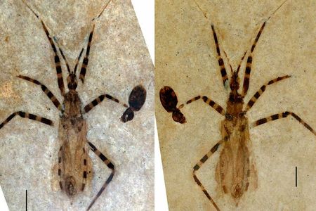 The fossil of Aphelicophontes danjuddi, a new genus and species of assassin bug, accompanied by the fossil of a small beetle