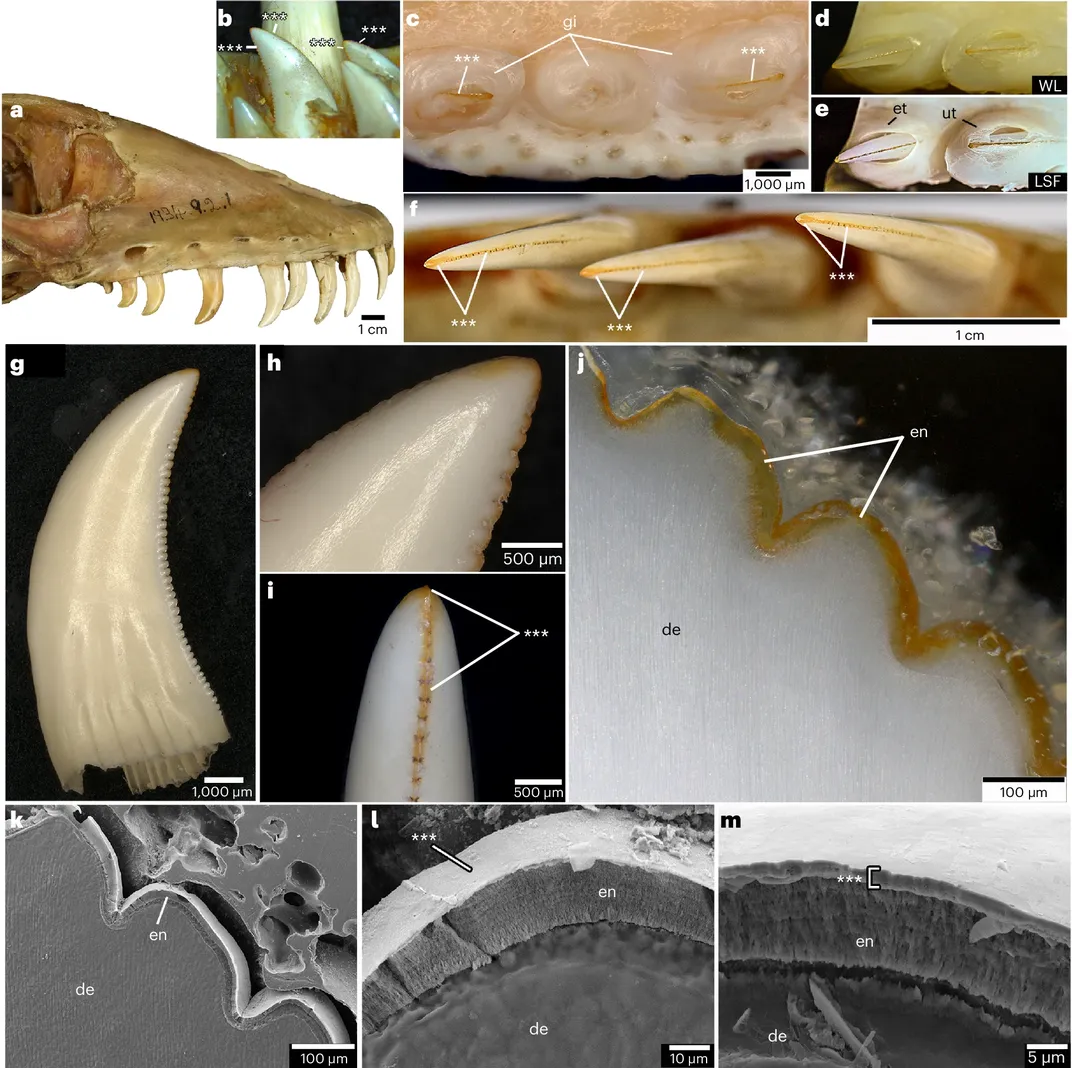 various views of komodo dragon teeth, many showing orange outlines on their serrated edges