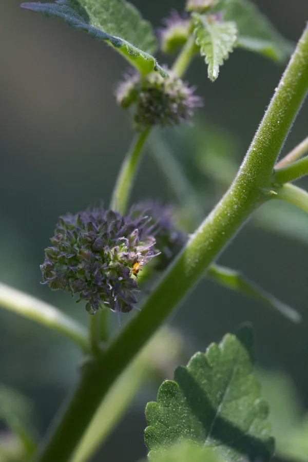 Visitor in the Garden thumbnail