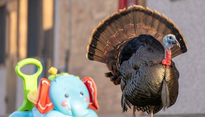 Why Are Urban Turkeys Thriving?