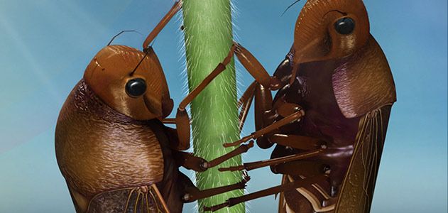 These Insects Died While Having Sex 165 Million Years Ago