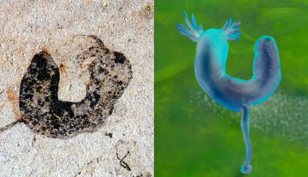 fossil of a U-shaped creature on the left with an illustration of it on the right