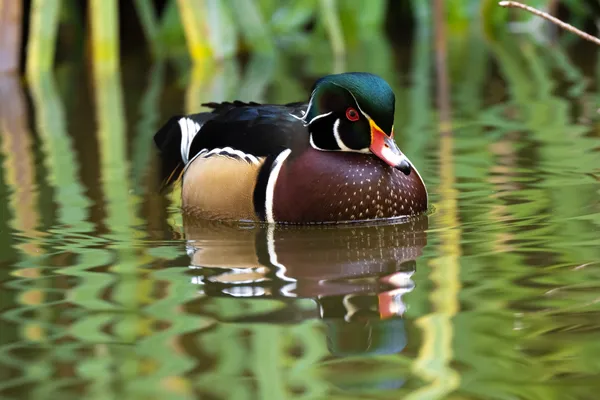 Wood Duck on Pond. thumbnail