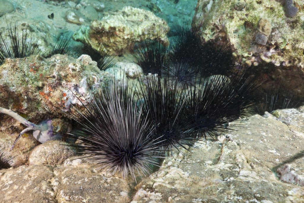purple sea urchins with long spines on rocks underwater