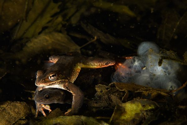 I am not a frog thumbnail