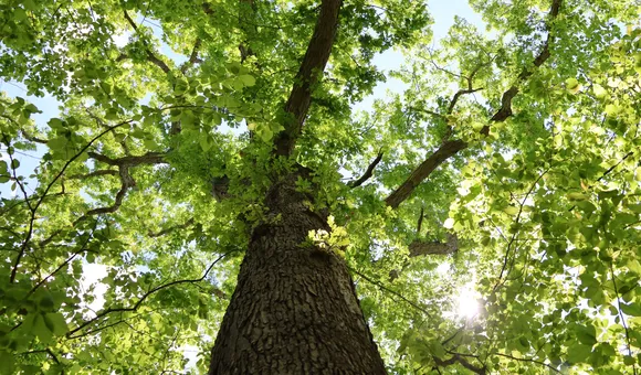 Hog Island Oak Tree 5_Credit John Parker_med-res.jpg
