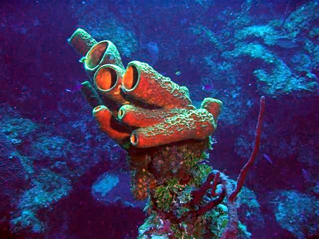 Marine Sponge