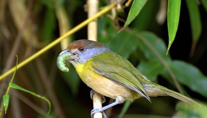 Why You Should Grow Native Plants in Your Garden