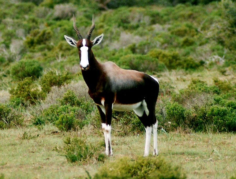 bontebok