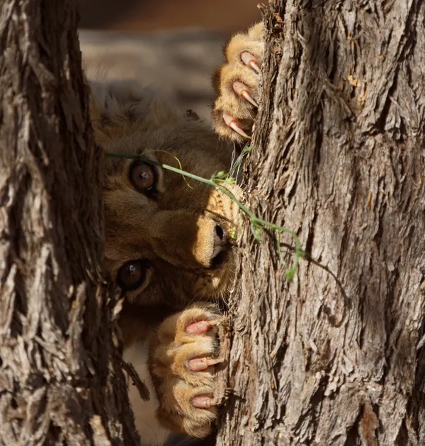 Lion cub eyes and nails thumbnail