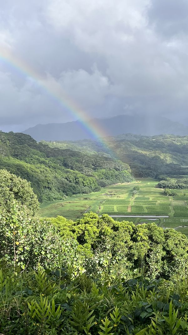Rainbow of the field in Hawaii thumbnail