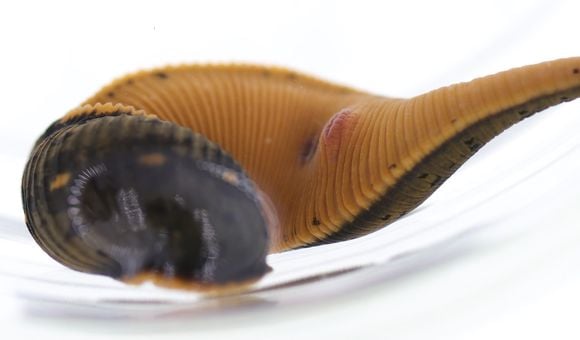 Scientists at the Smithsonian’s National Museum of Natural History discovered all sorts of cool things in 2019 including the first North American medicinal leech (Macrobdella mimicus) in more than 40 years. (Anna Phillips, Smithsonian) 