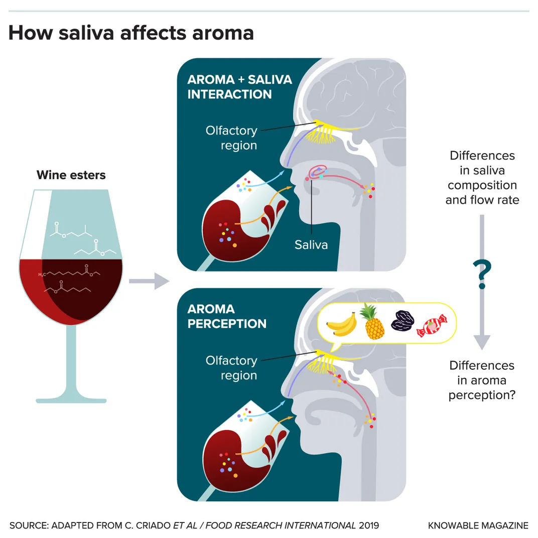 The Science of Spit