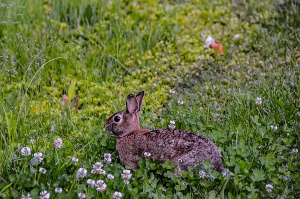 Rabbit in the Yard thumbnail