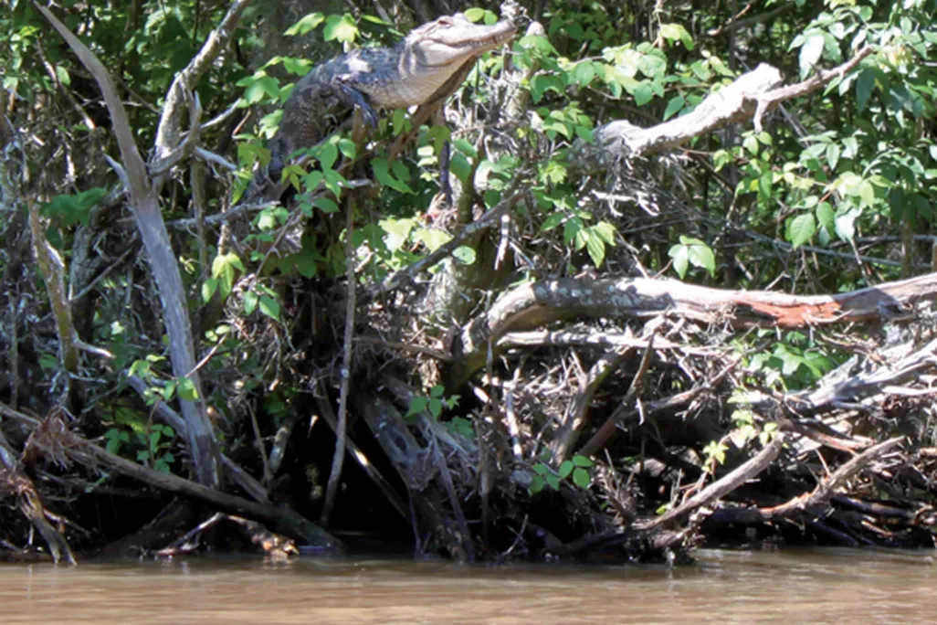 02_12_2014_crocodile tree.jpg