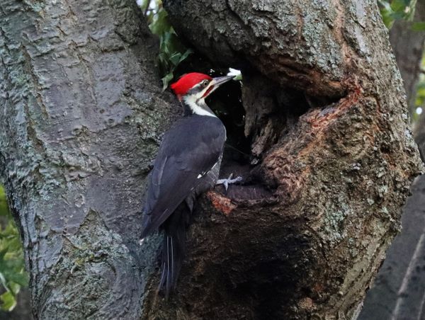 Pileated Woodpecker looking for food. thumbnail
