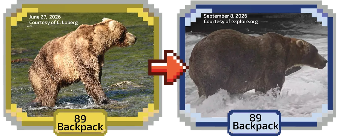 A side-by-side showing a bear named 89 Backpack