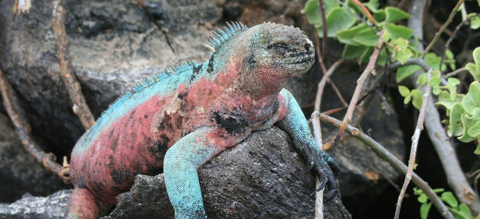  Colorful iguana 