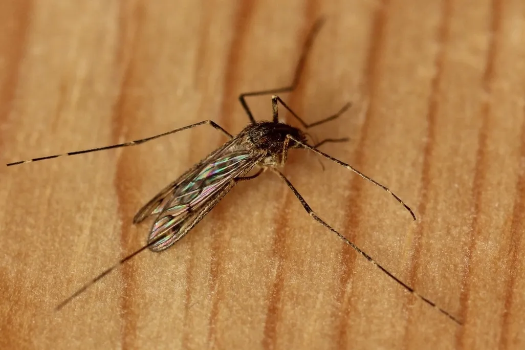 mosquito
