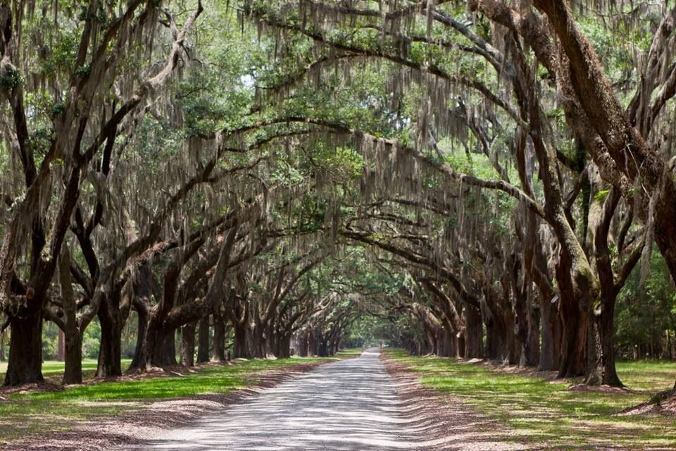 The road at the Wormsloe Plantation in Savannah, Georgia. Such a ...