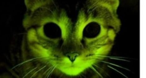 The Glow-In-The-Dark Kitty | Science| Smithsonian Magazine