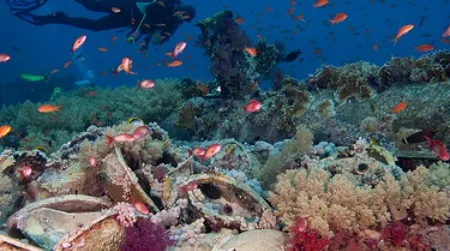 The world’s reefs are fading fast.
