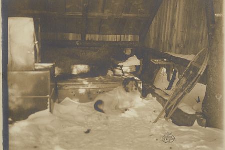 Abbott Thayer in his sleeping hut with his dog Hauskuld, circa 1903 / unidentified photographer. Nelson and Henry C. White research material, Archives of American Art, Smithsonian Institution.