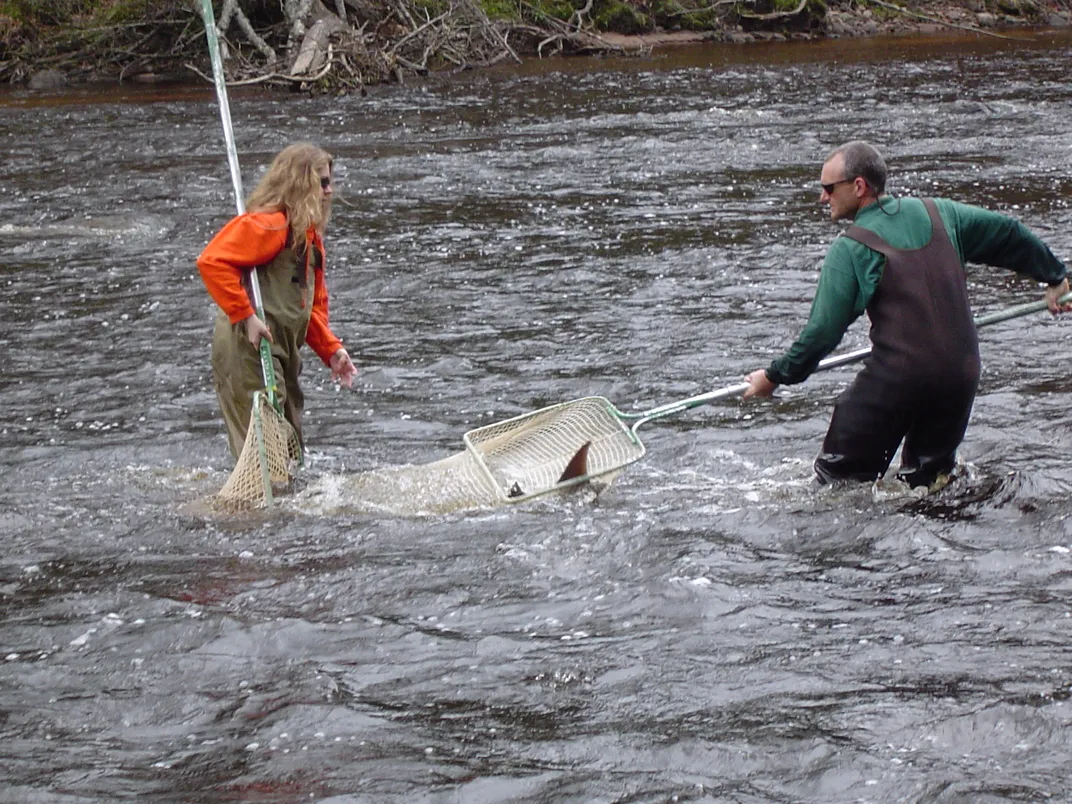 two researchers wading in water use nets with long handles to capture a sturgeon