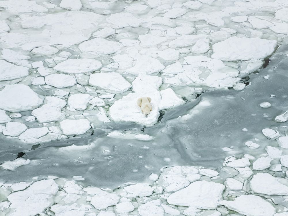 MOBILE - polar bear on sea ice