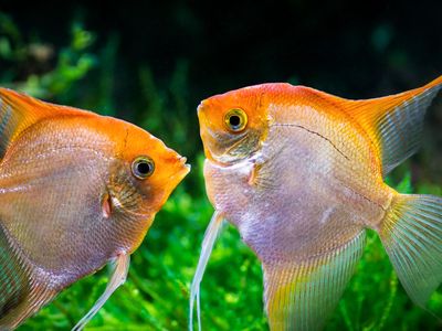 New research shows that fish can tell the differences between quantities. What does that mean for our special human brains?