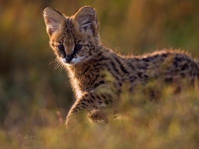 A serval kitten.