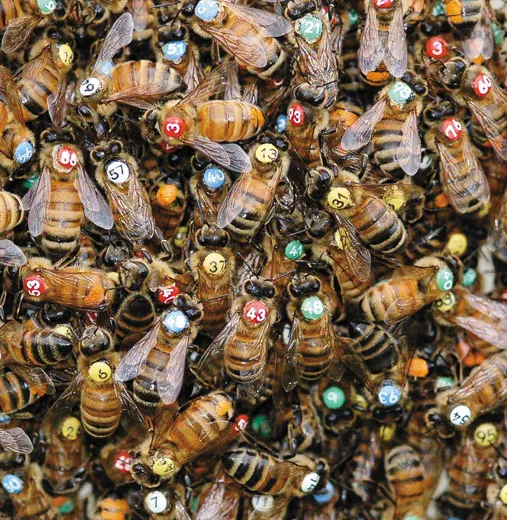 Portrait of a queen bee with beautiful brown eyes and long wavy