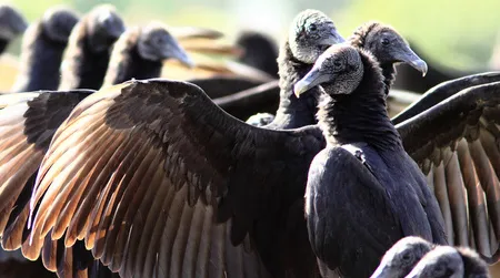 Neanderthals may have collected feathers from dark birds, such as black vultures (shown), for ornamental purposes, a new study suggests.