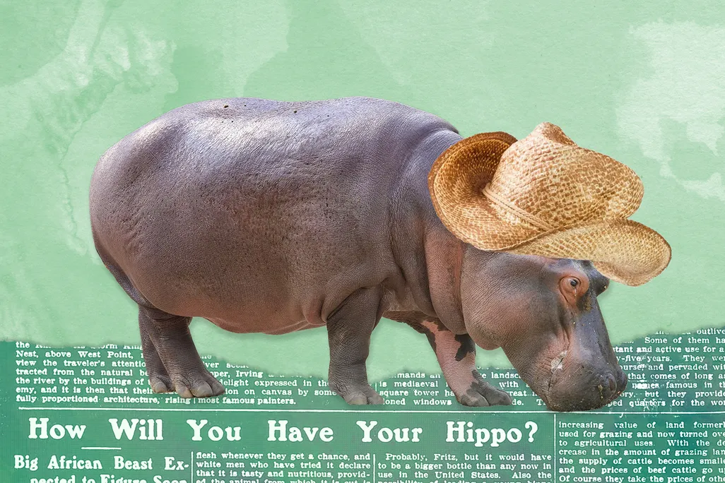 Illustration of a hippo wearing a farmer's hat in front of a newspaper article about the 1910 bill