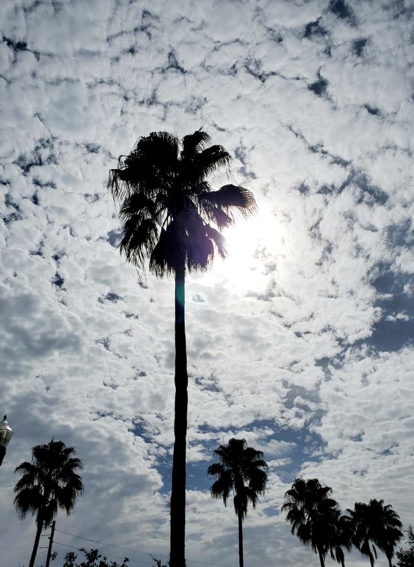 Bright sun and blackened palms thumbnail