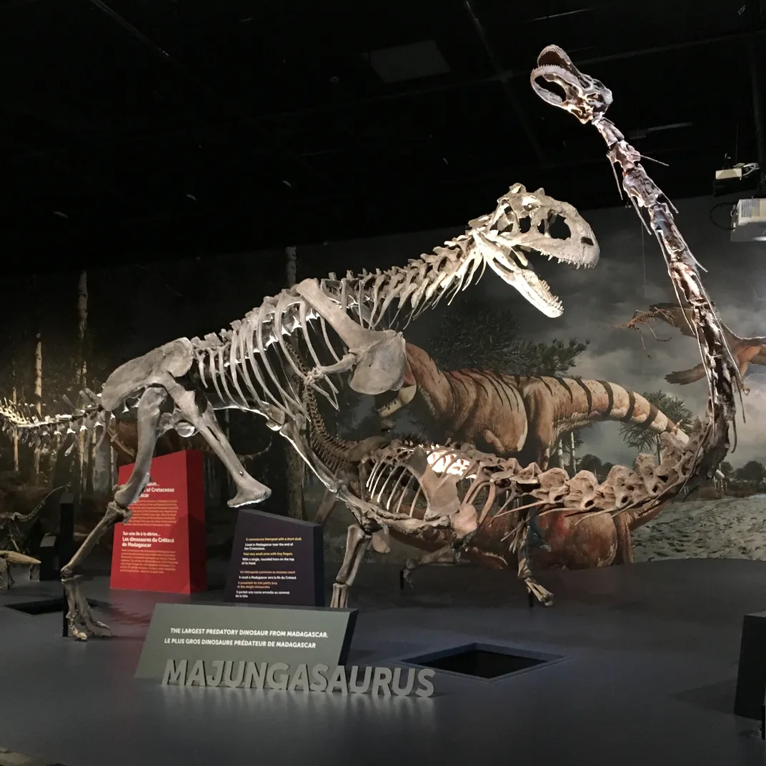 Majungasaurus