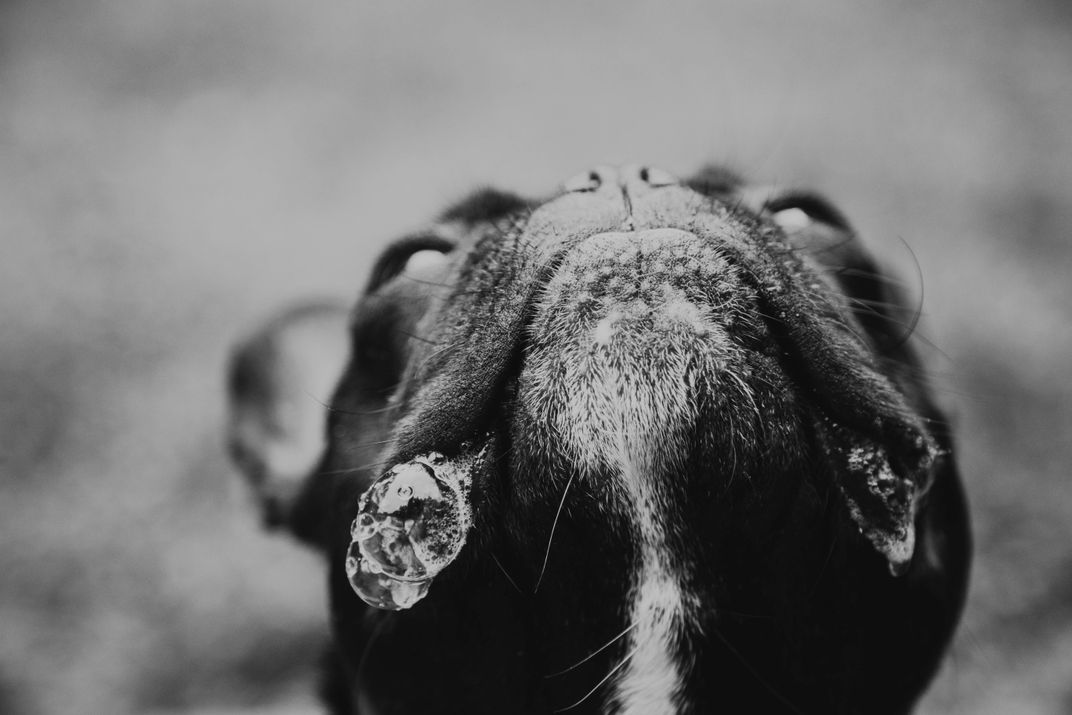 French bulldog drooling for pepperoni Smithsonian Photo Contest